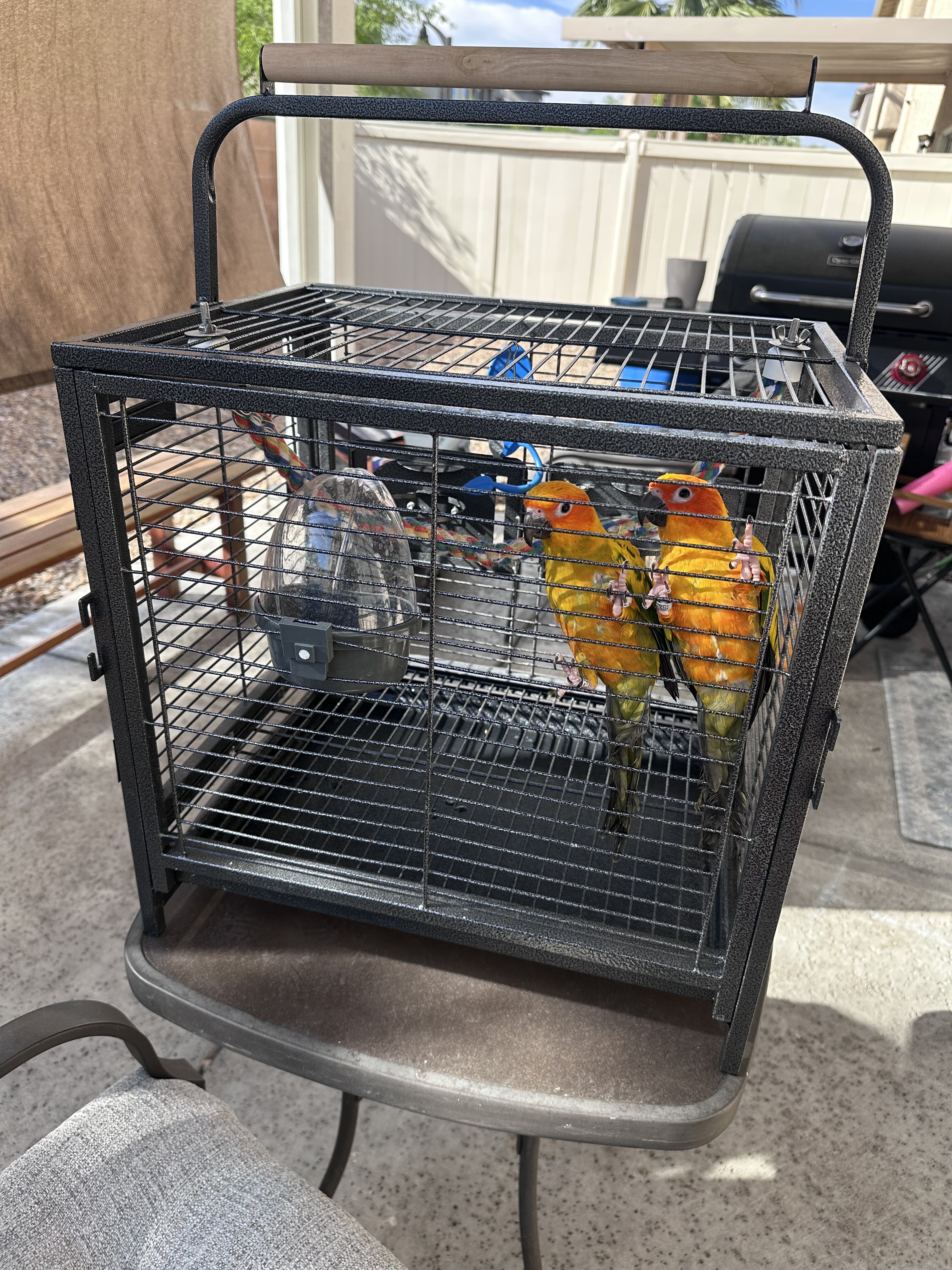Sun conures image 1