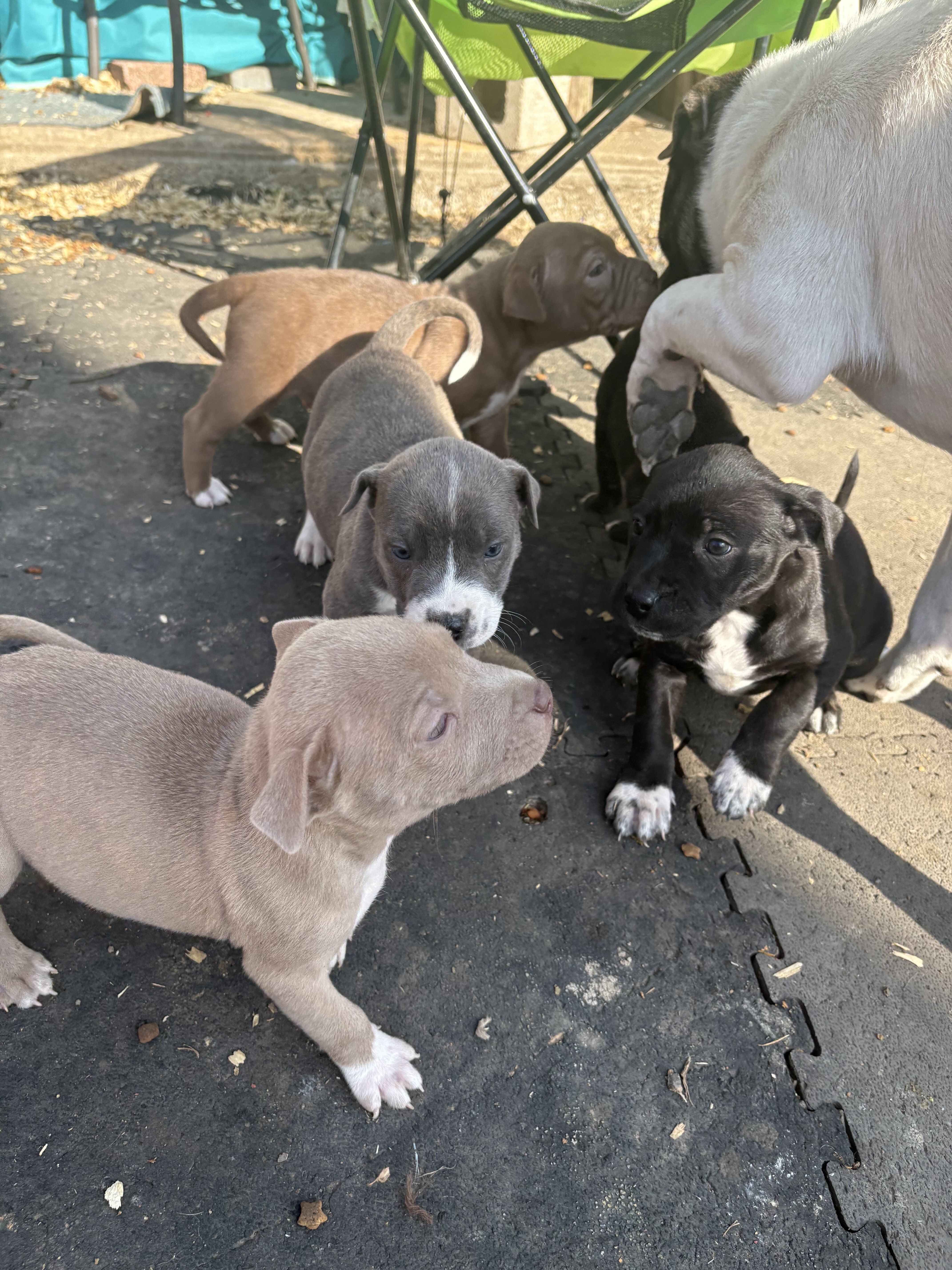 Shar pei/ pitbull mix puppies image 3