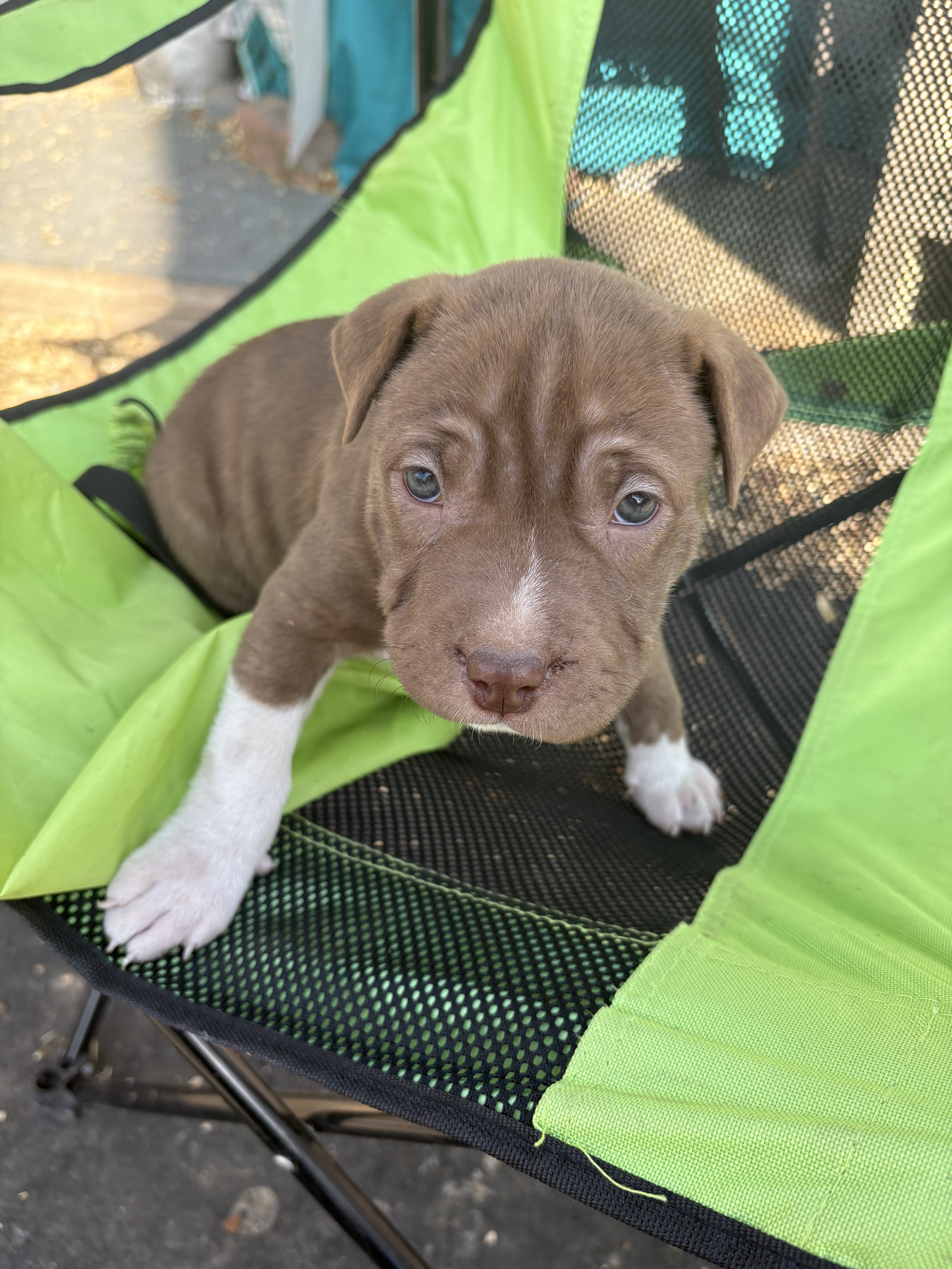 Shar pei/ pitbull mix puppies image 4