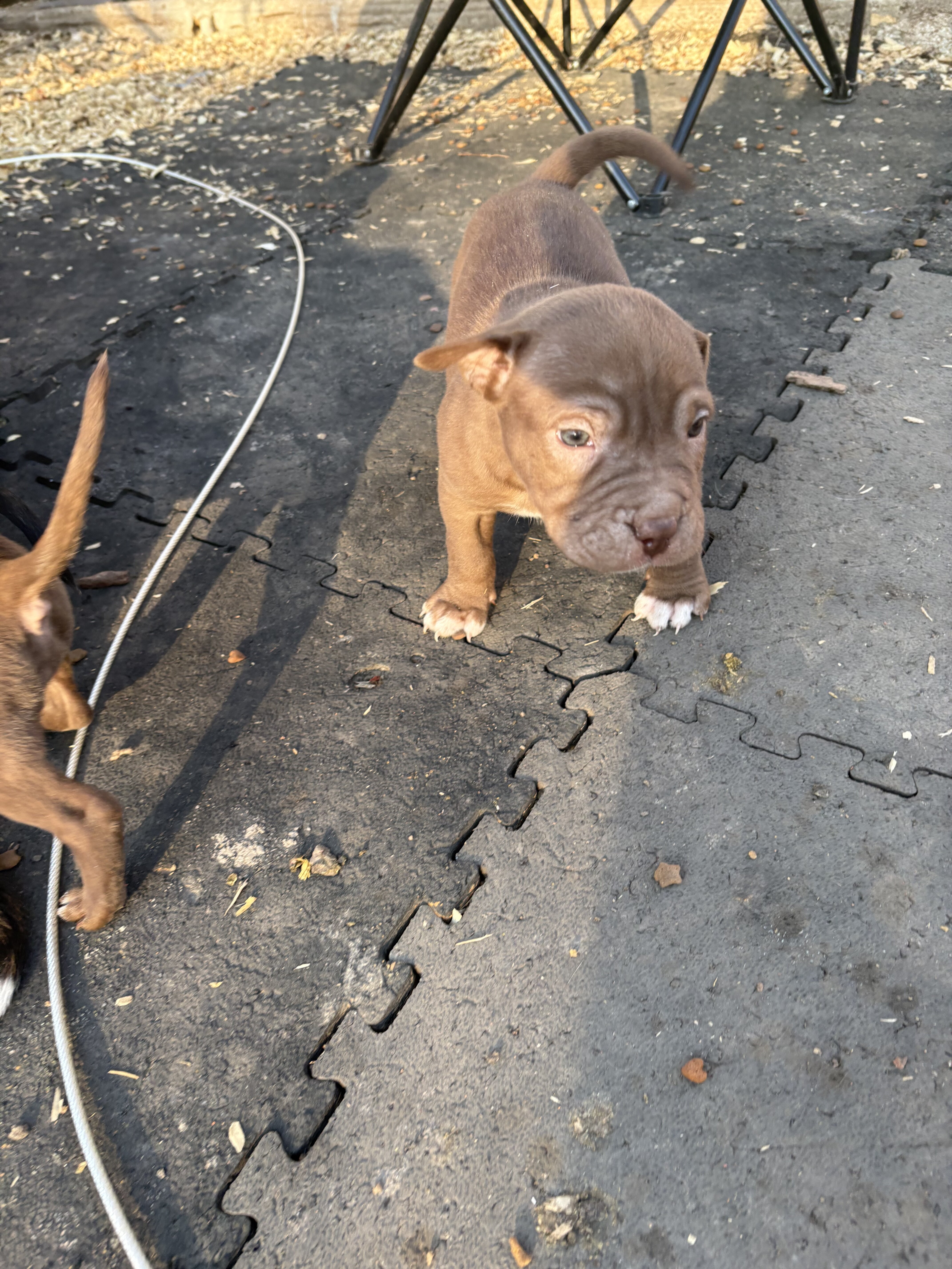 Shar pei/ pitbull mix puppies image 2