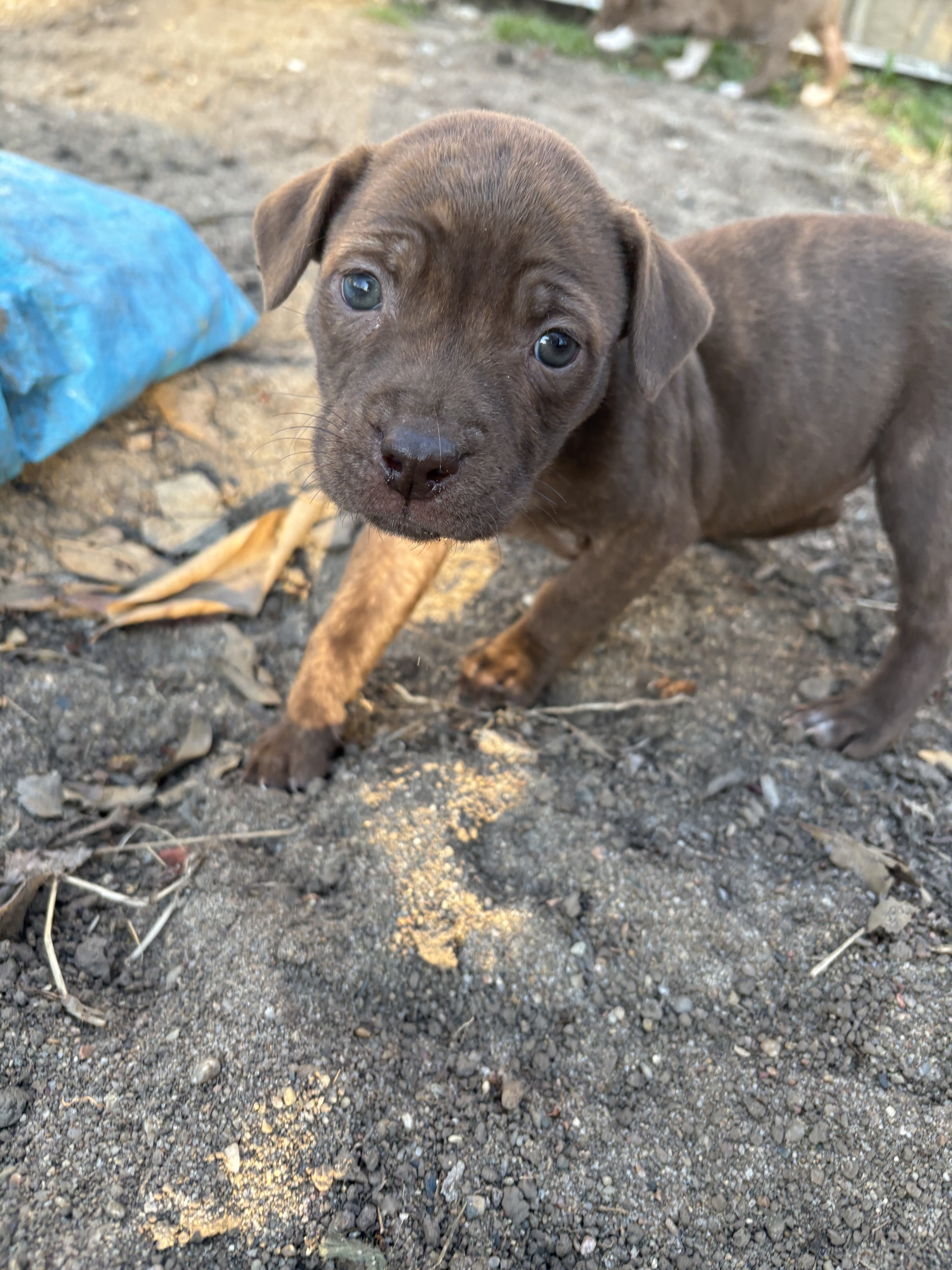 Shar pei/ pitbull mix puppies image 1