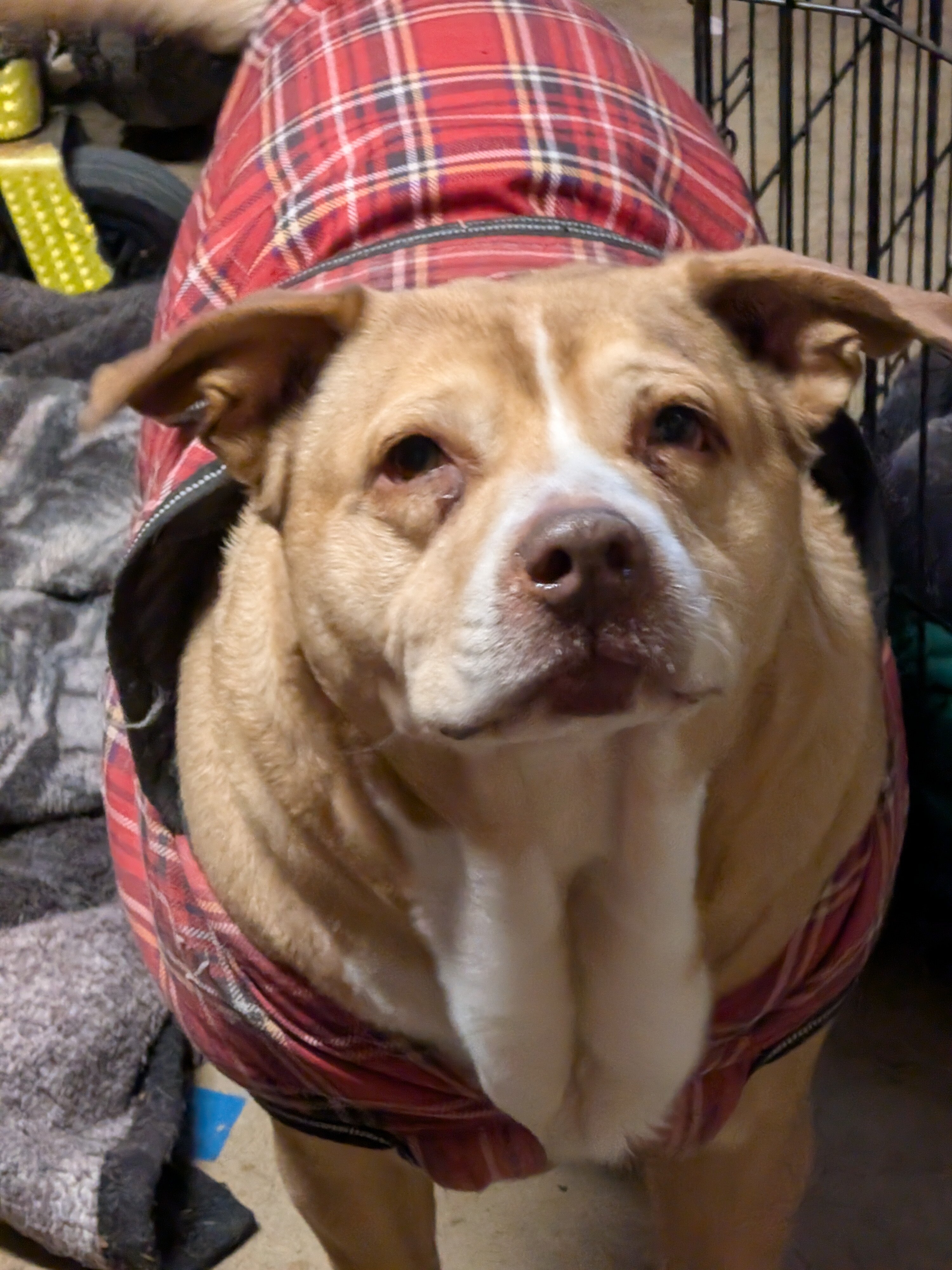 Senior Female Pit Bull Mix image 1