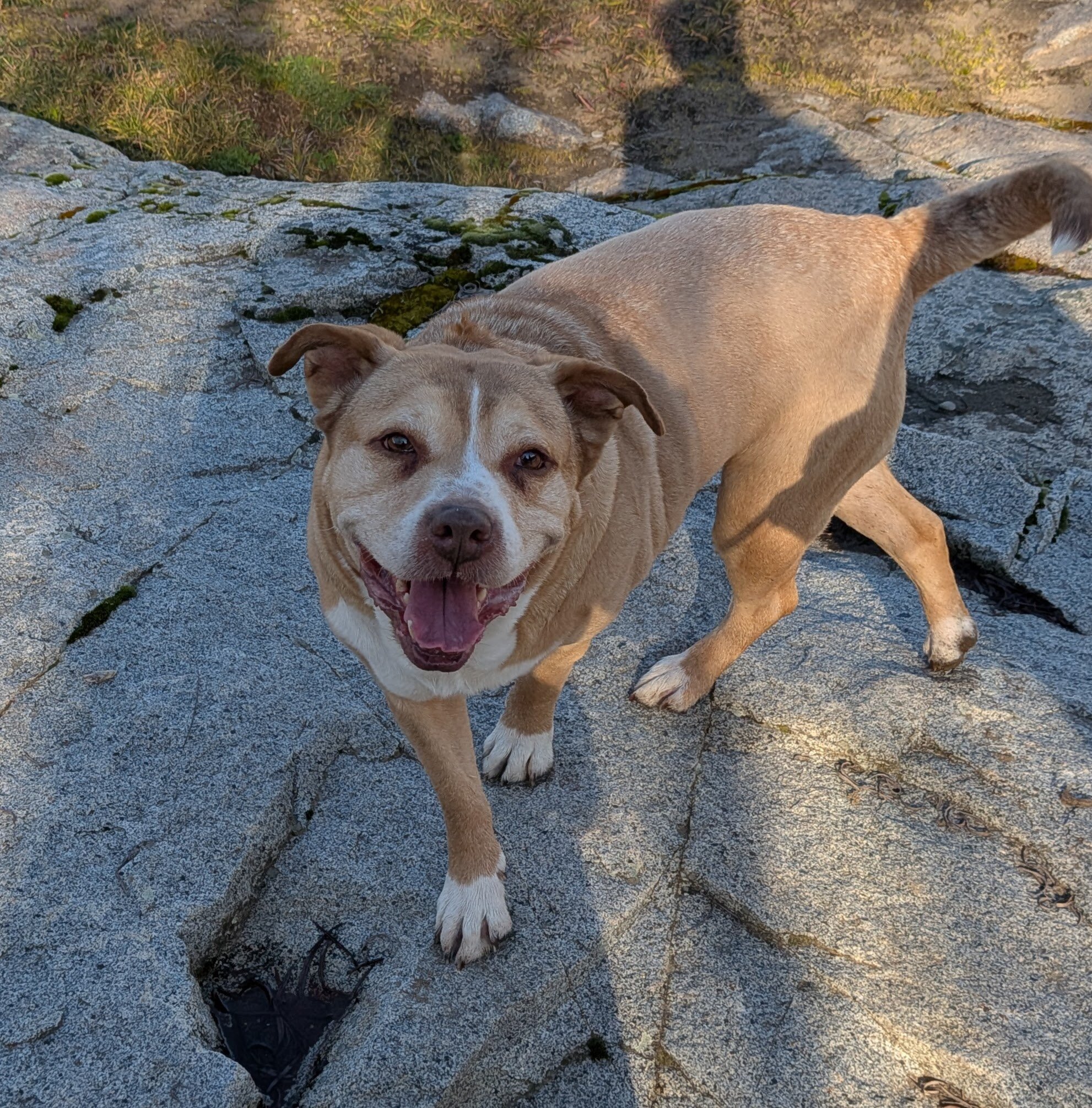 Senior Female Pit Bull Mix image 4