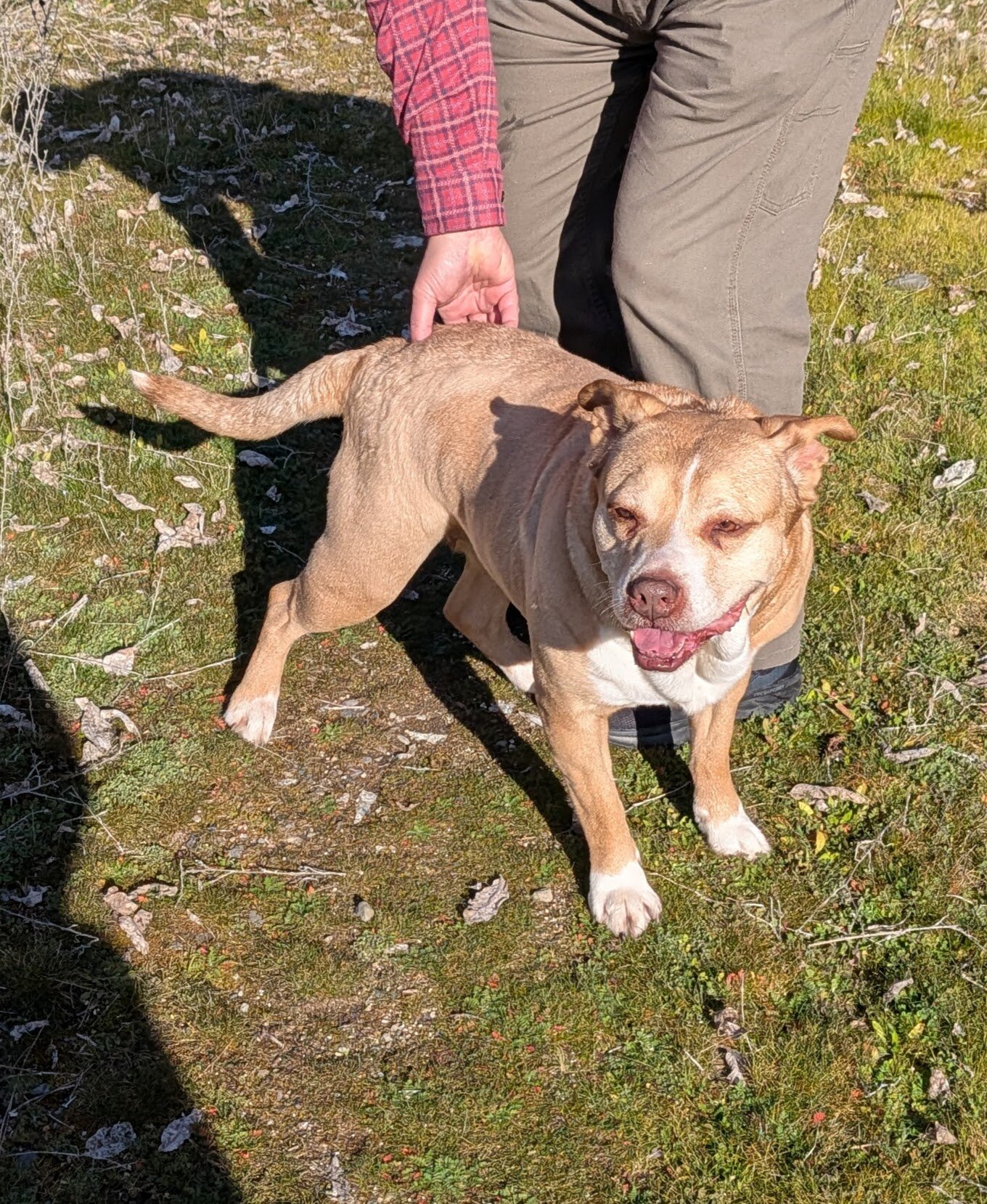 Senior Female Pit Bull Mix image 3