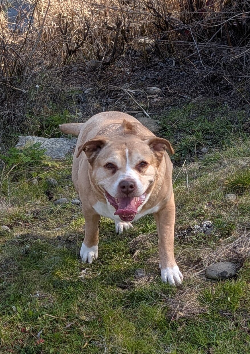 Senior Female Pit Bull Mix image 2