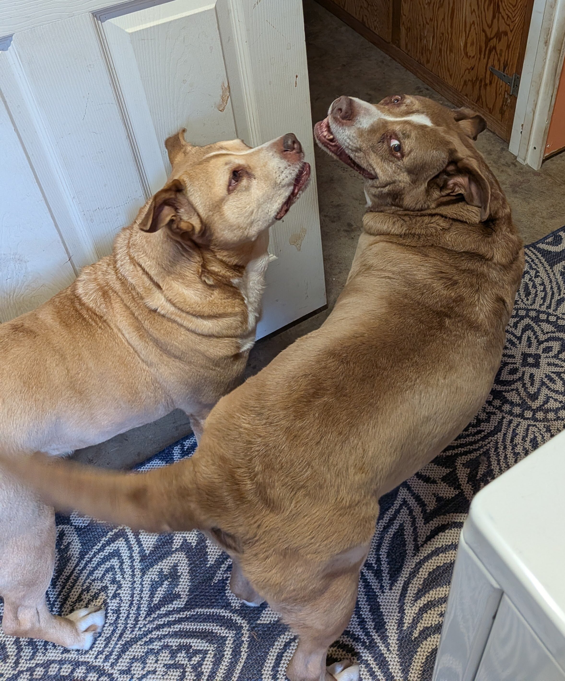 Senior Female Pit Bull Mix image 5