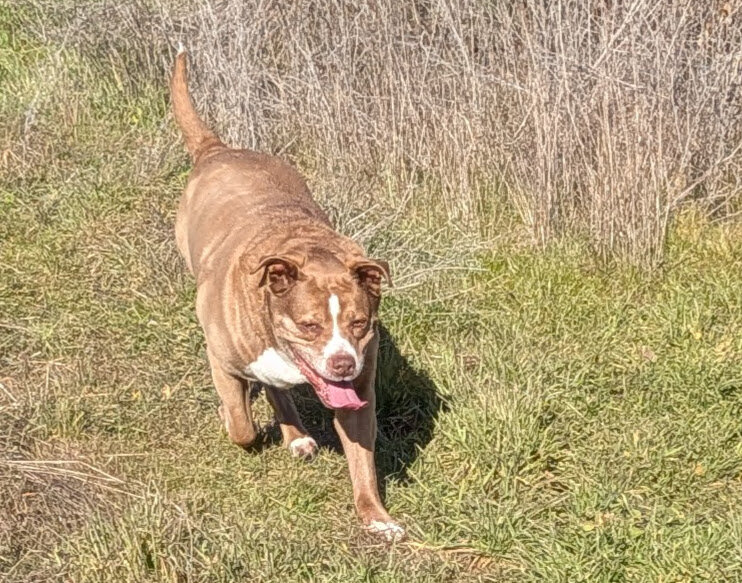 Female Pit Bull Mix (Senior) image 3