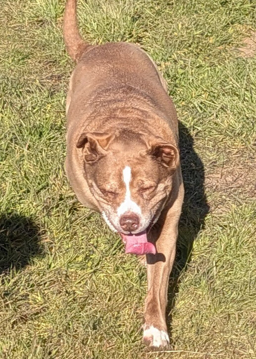 Female Pit Bull Mix (Senior) image 2
