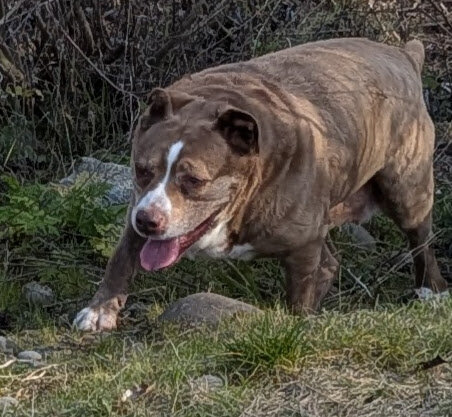 Female Pit Bull Mix (Senior) image 1
