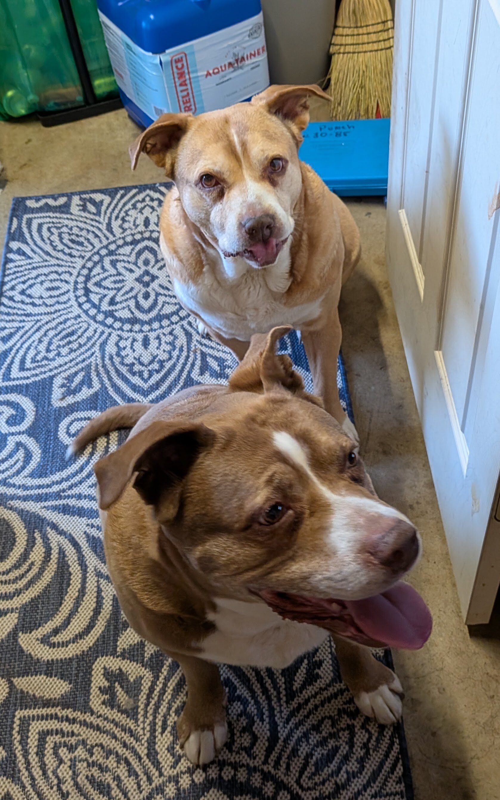 Female Pit Bull Mix (Senior) image 4