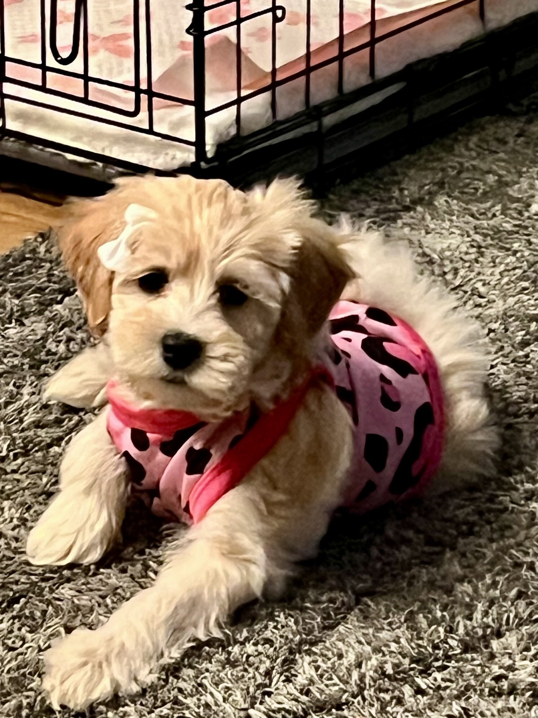 Dog image 6