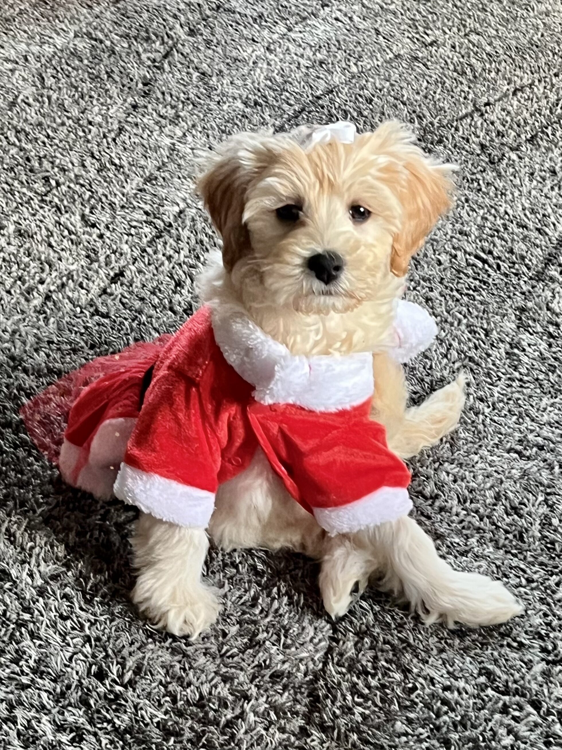 Dog image 5