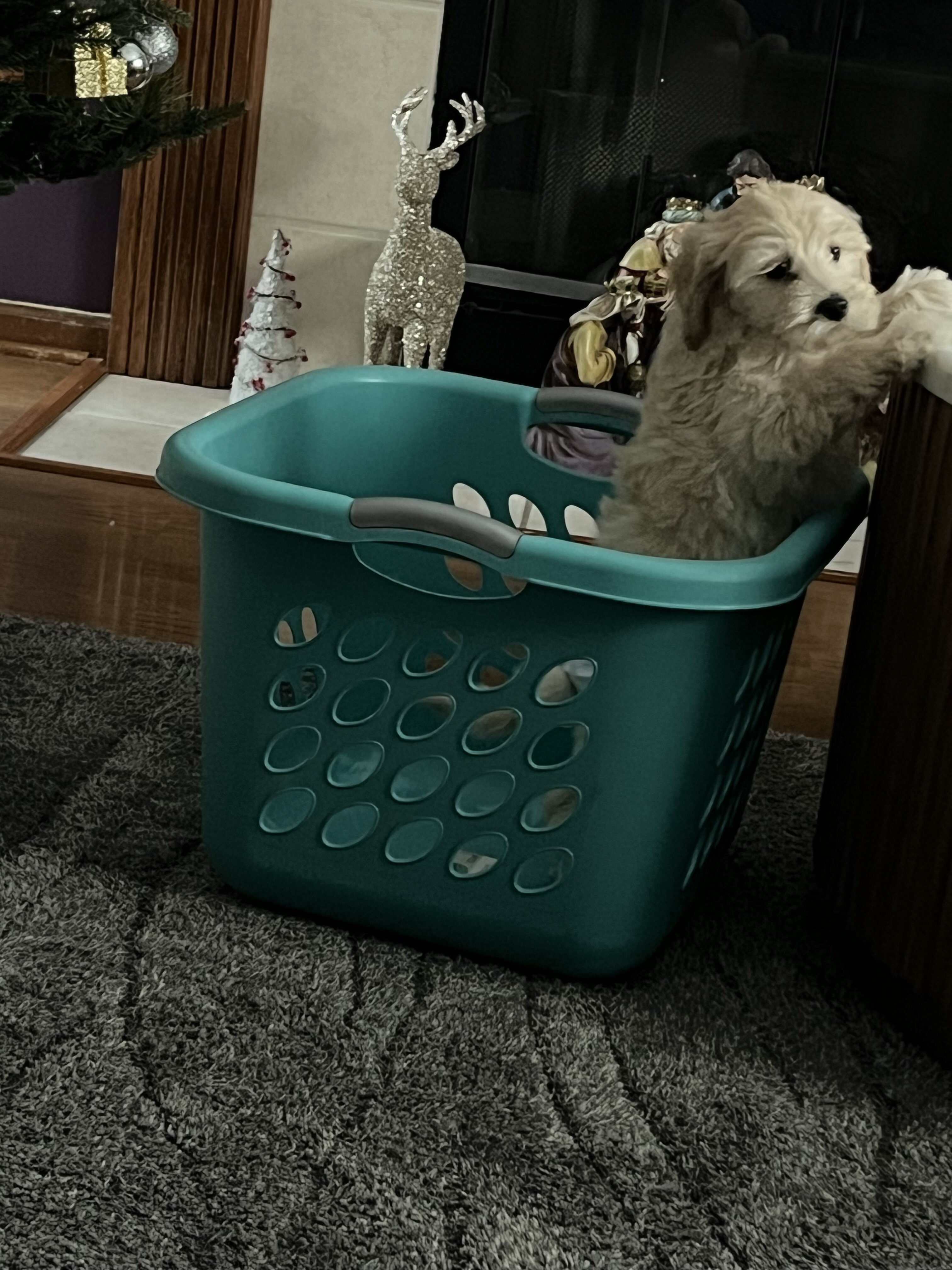 Dog image 4