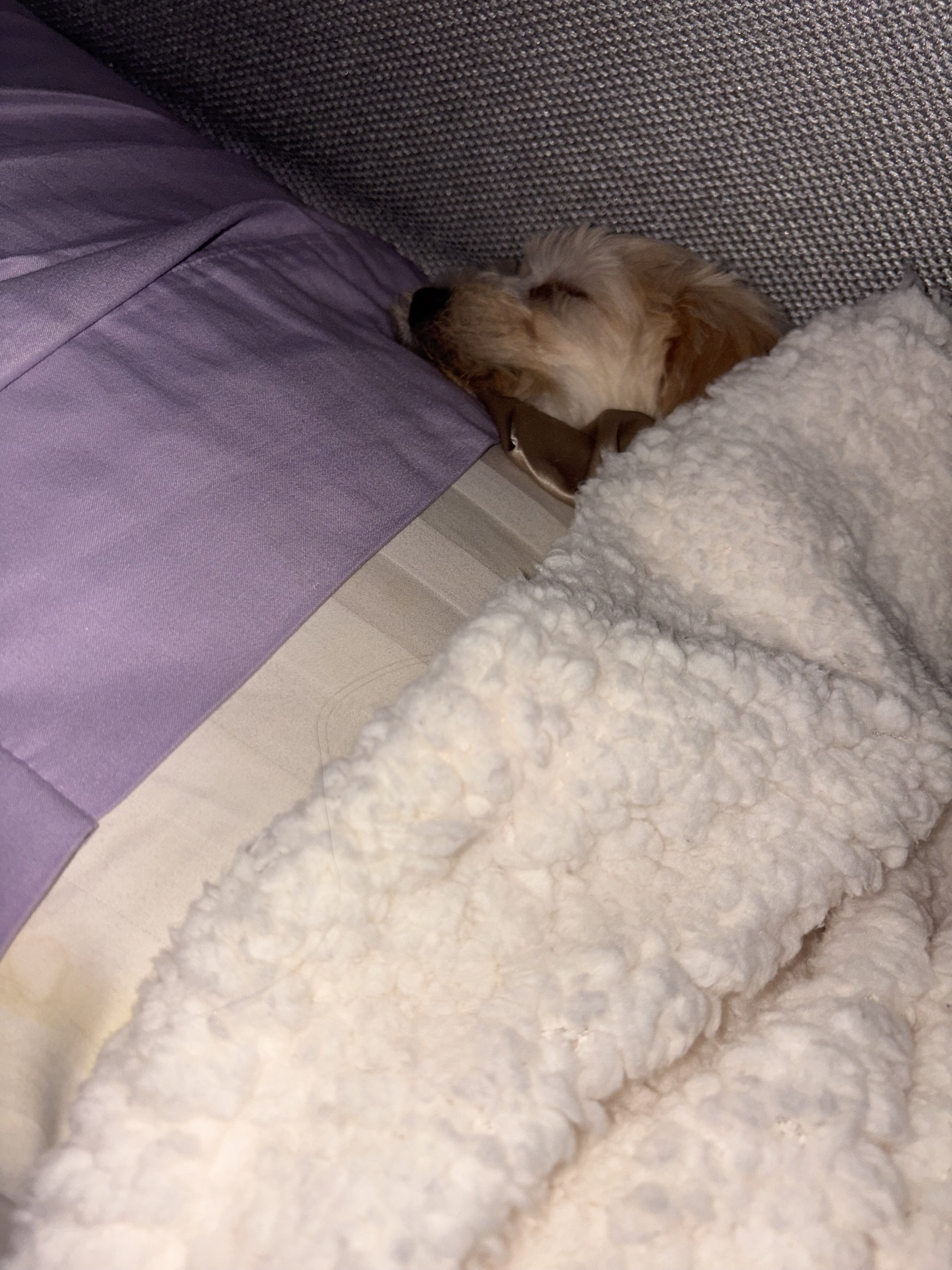 Dog image 7
