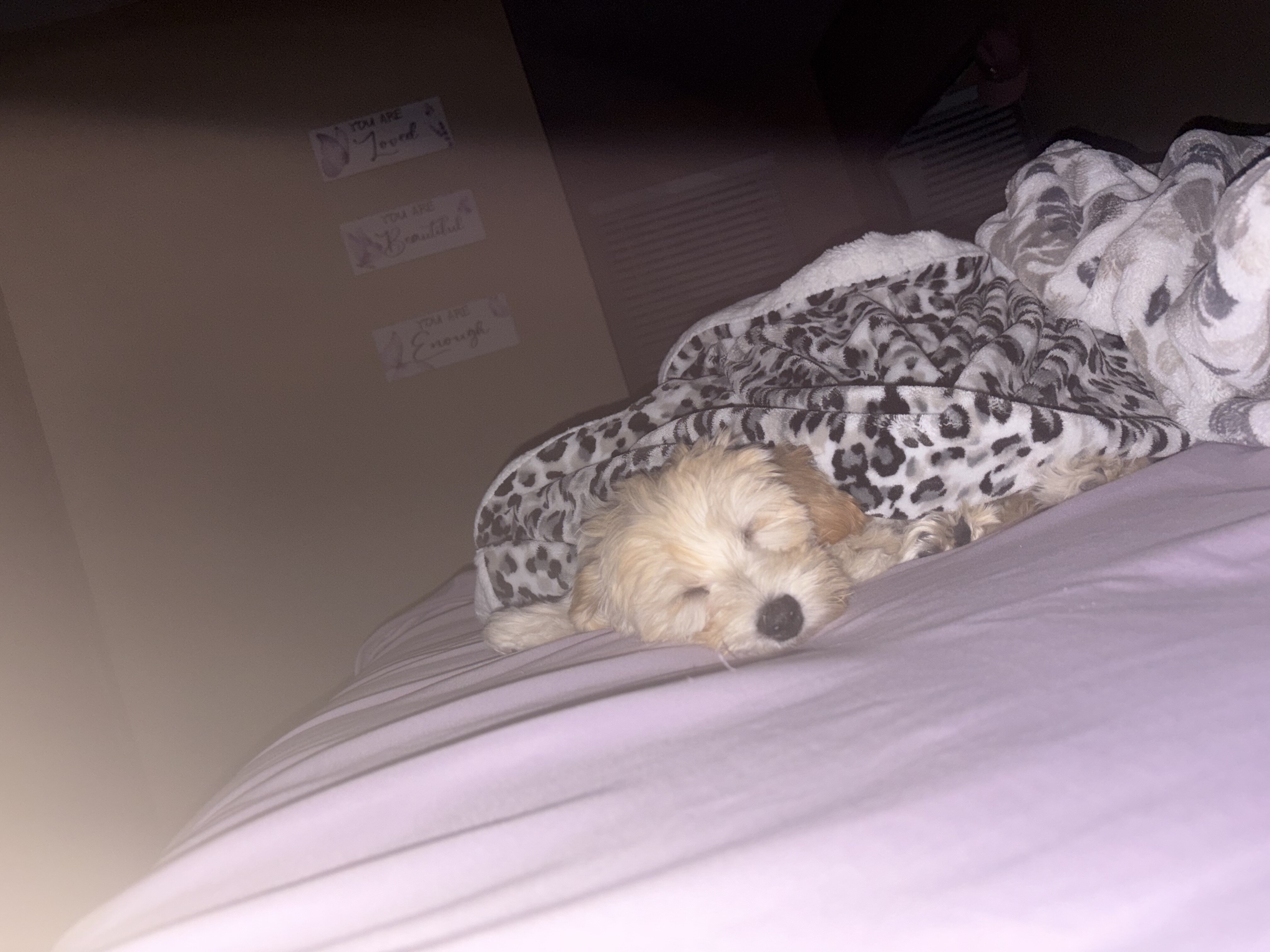 Dog image 3
