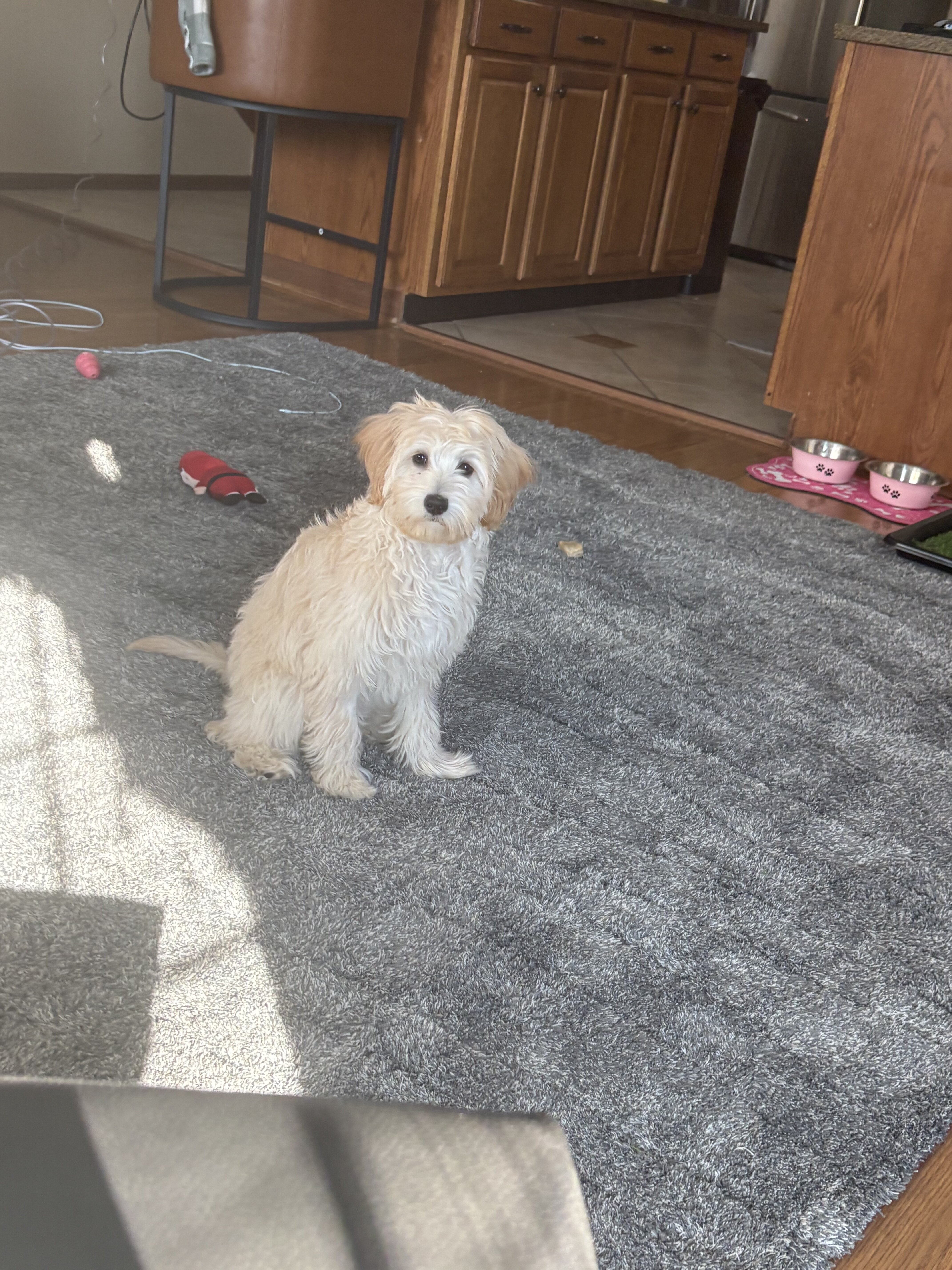 Dog image 2