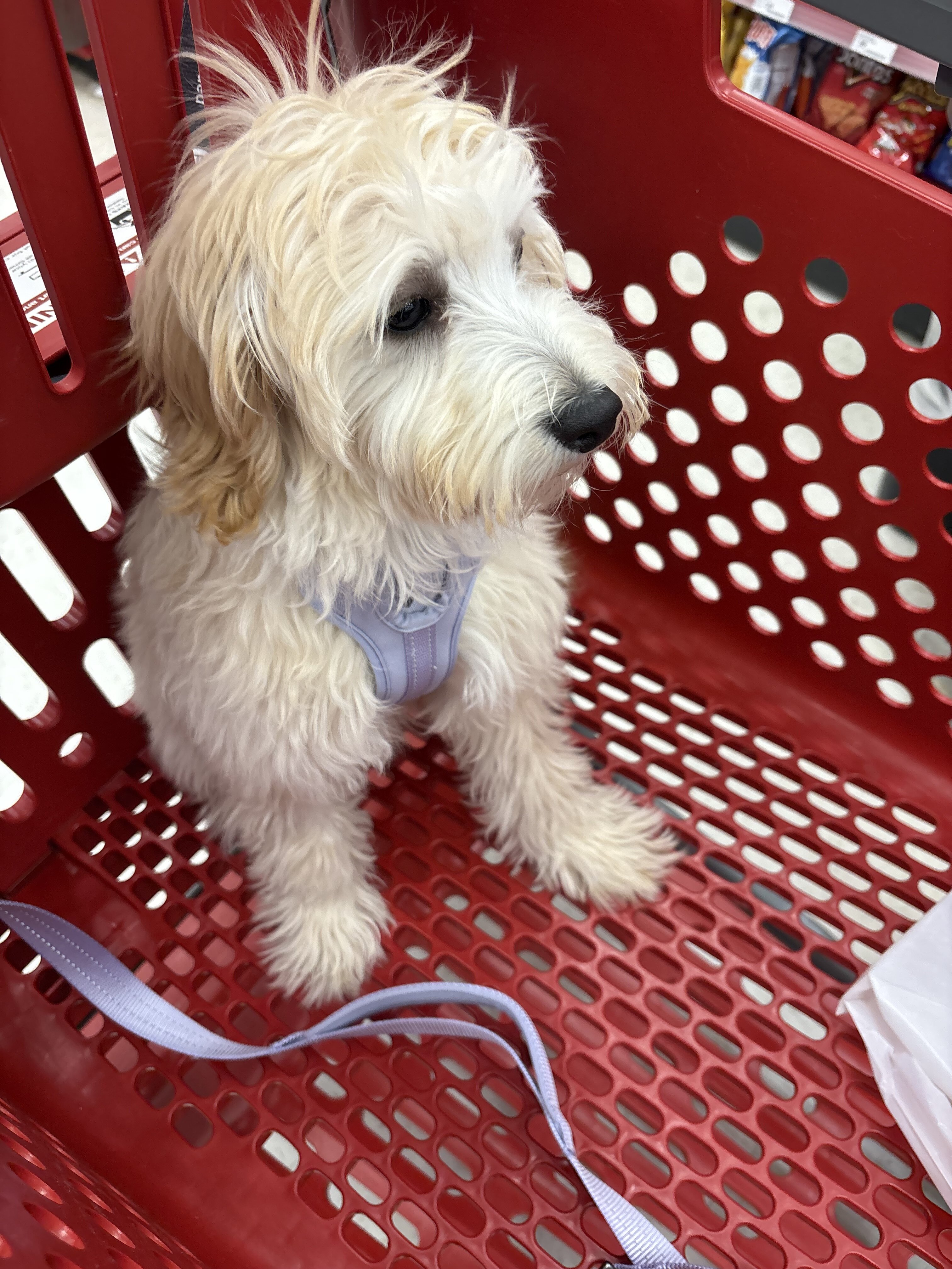 Dog image 1