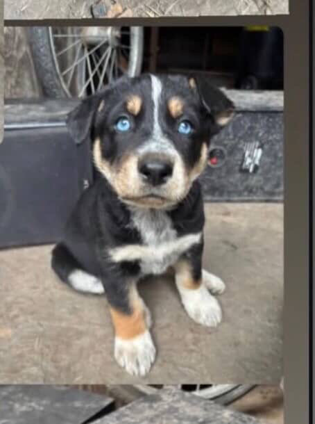 Puppy 9164673465 image 1