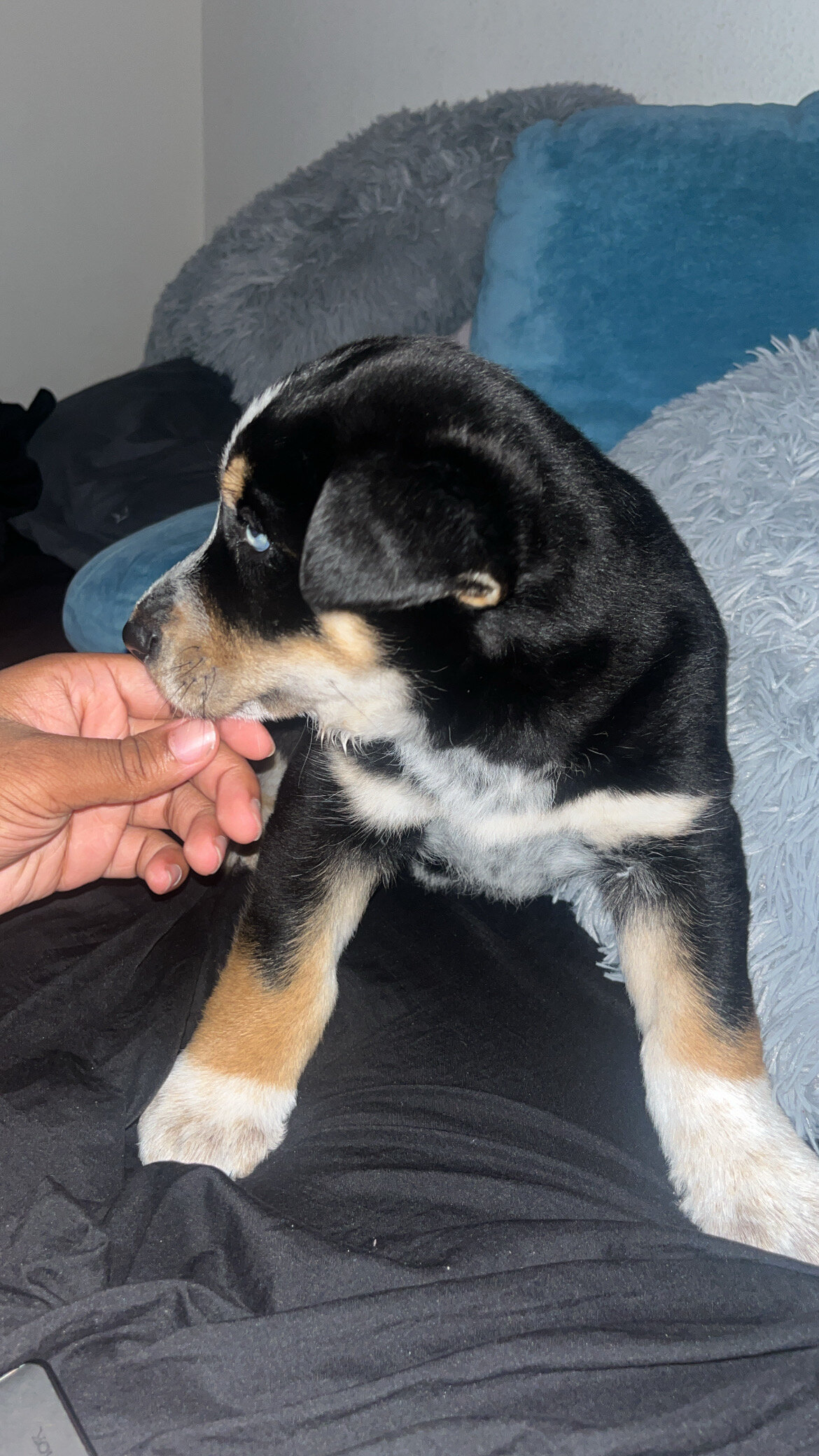 Puppy 9164673465 image 3