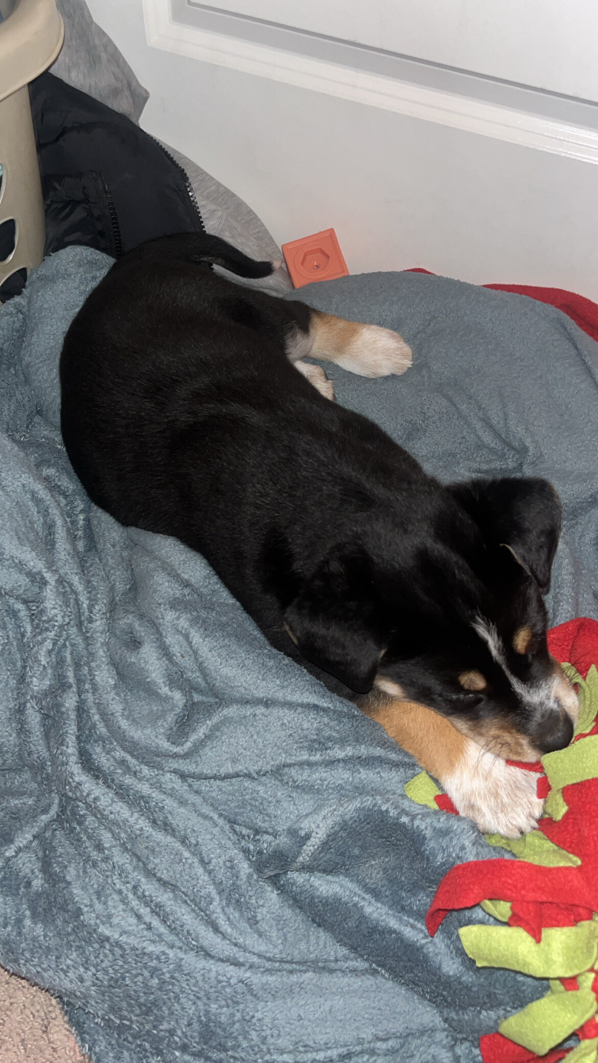 Puppy 9164673465 image 4