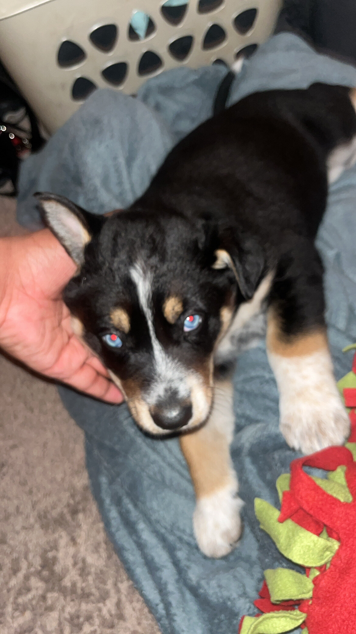 Puppy 9164673465 image 2