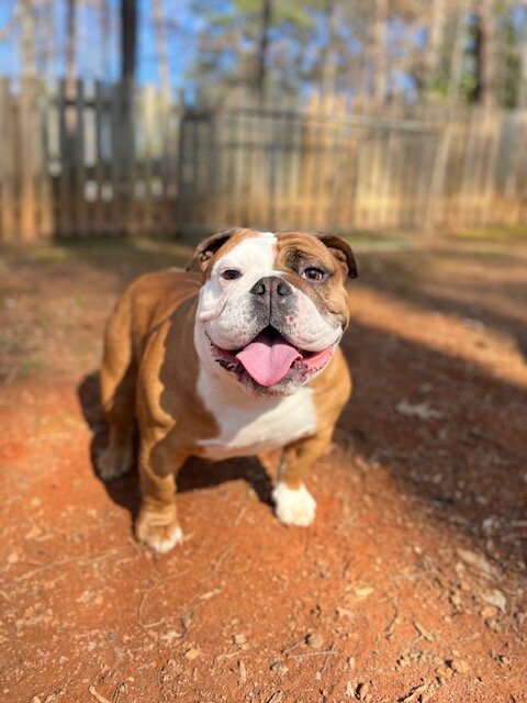 Canela image 2