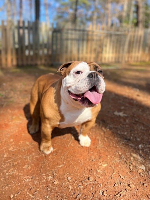 Canela image 6