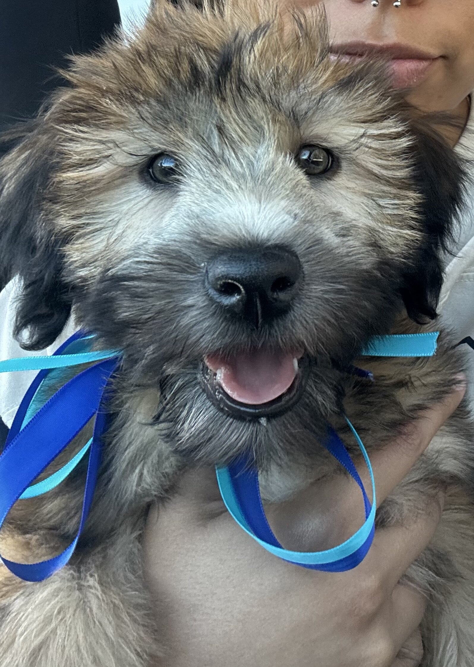 Soft Coated Wheaten Terrier image 2