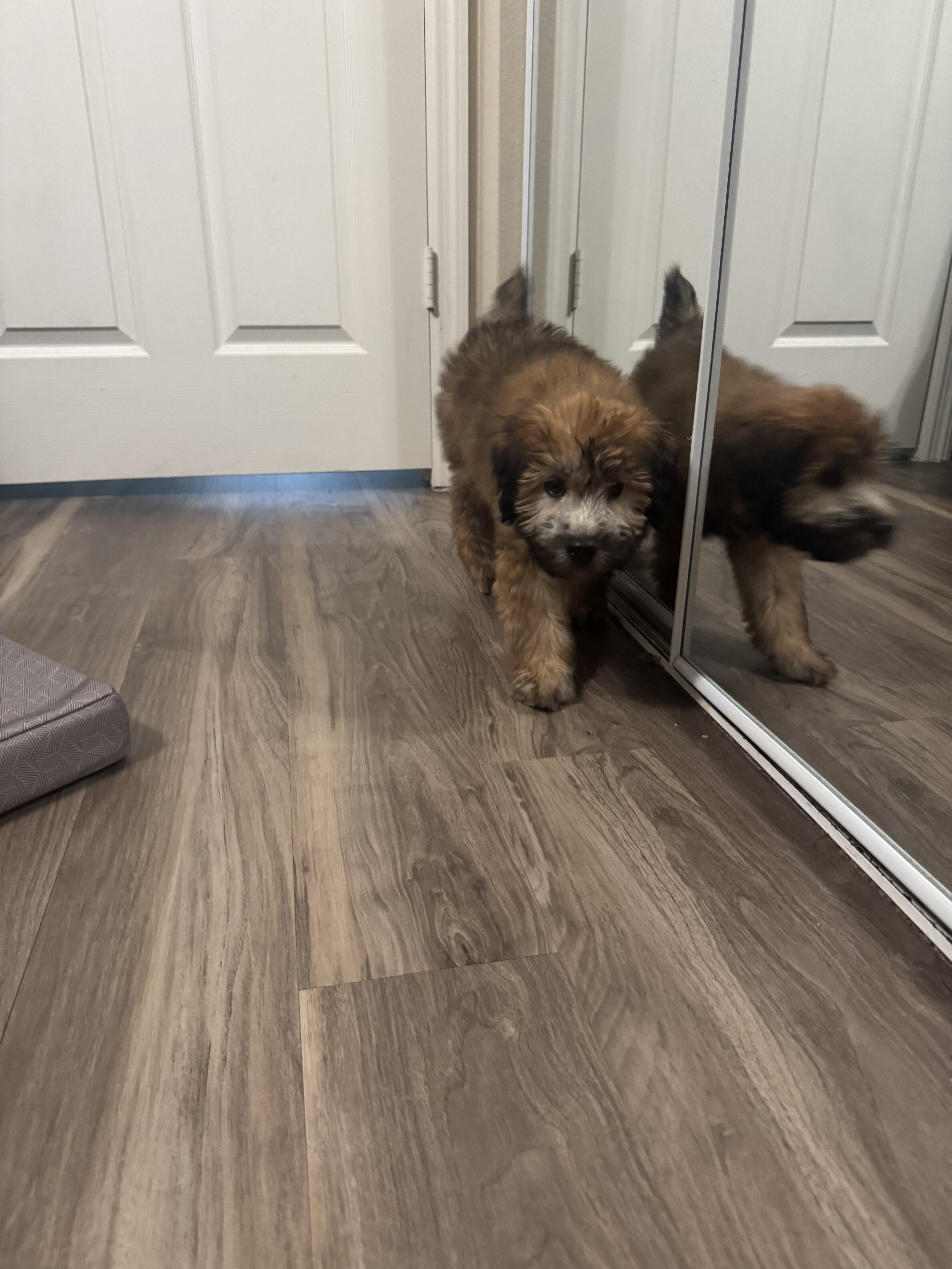 Soft Coated Wheaten Terrier image 1