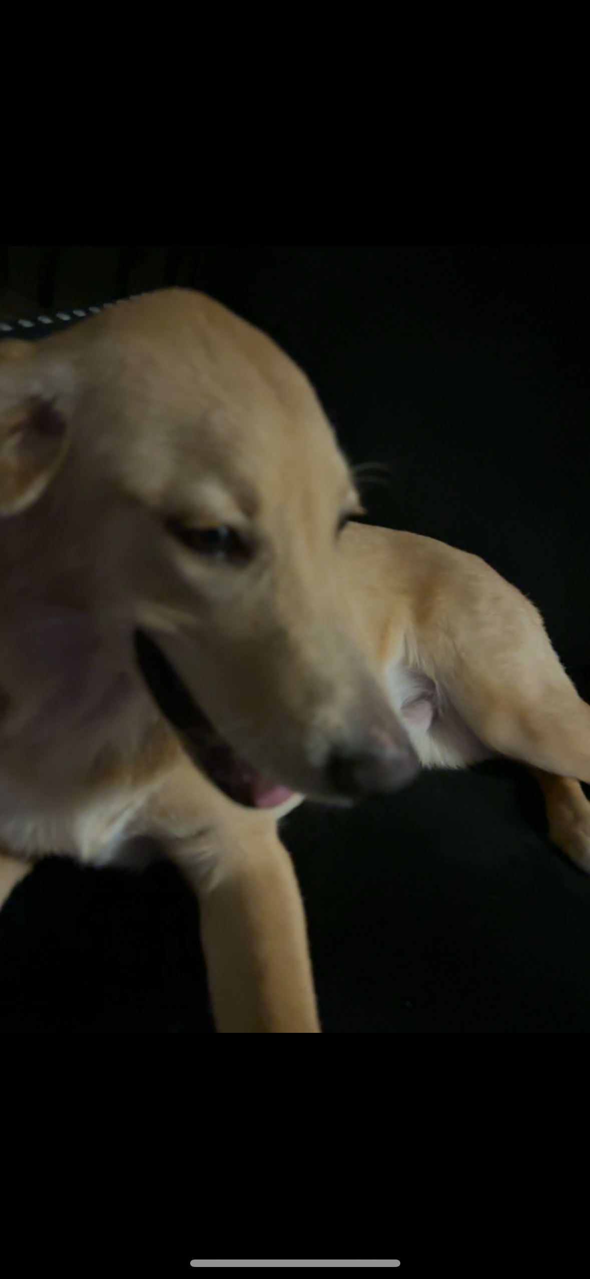 golden retriever image 1