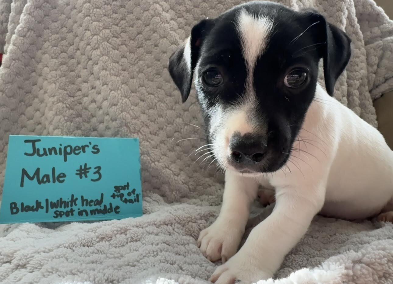 Jack Russell Puppies image 8