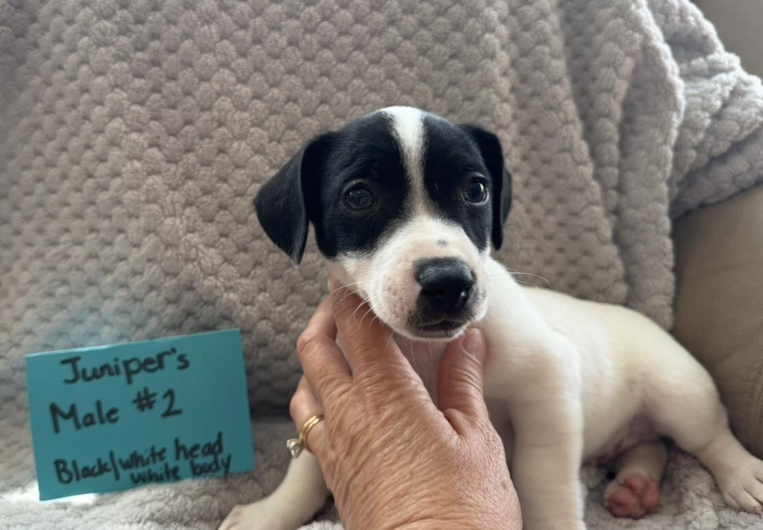 Jack Russell Puppies image 4