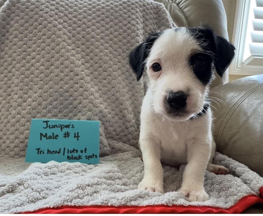 Jack Russell Puppies image 3
