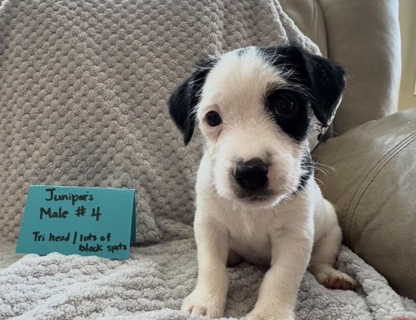 Jack Russell Puppies image 2