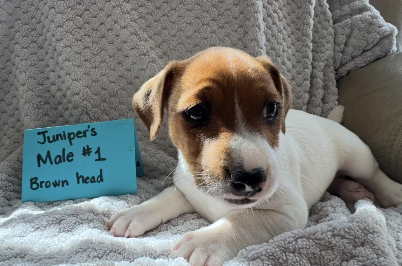 Jack Russell Puppies image 7