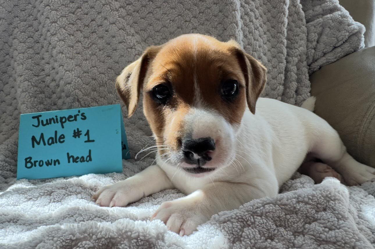 Jack Russell Puppies image 6