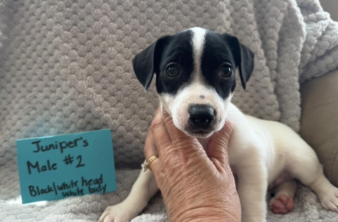Jack Russell Puppies image 5