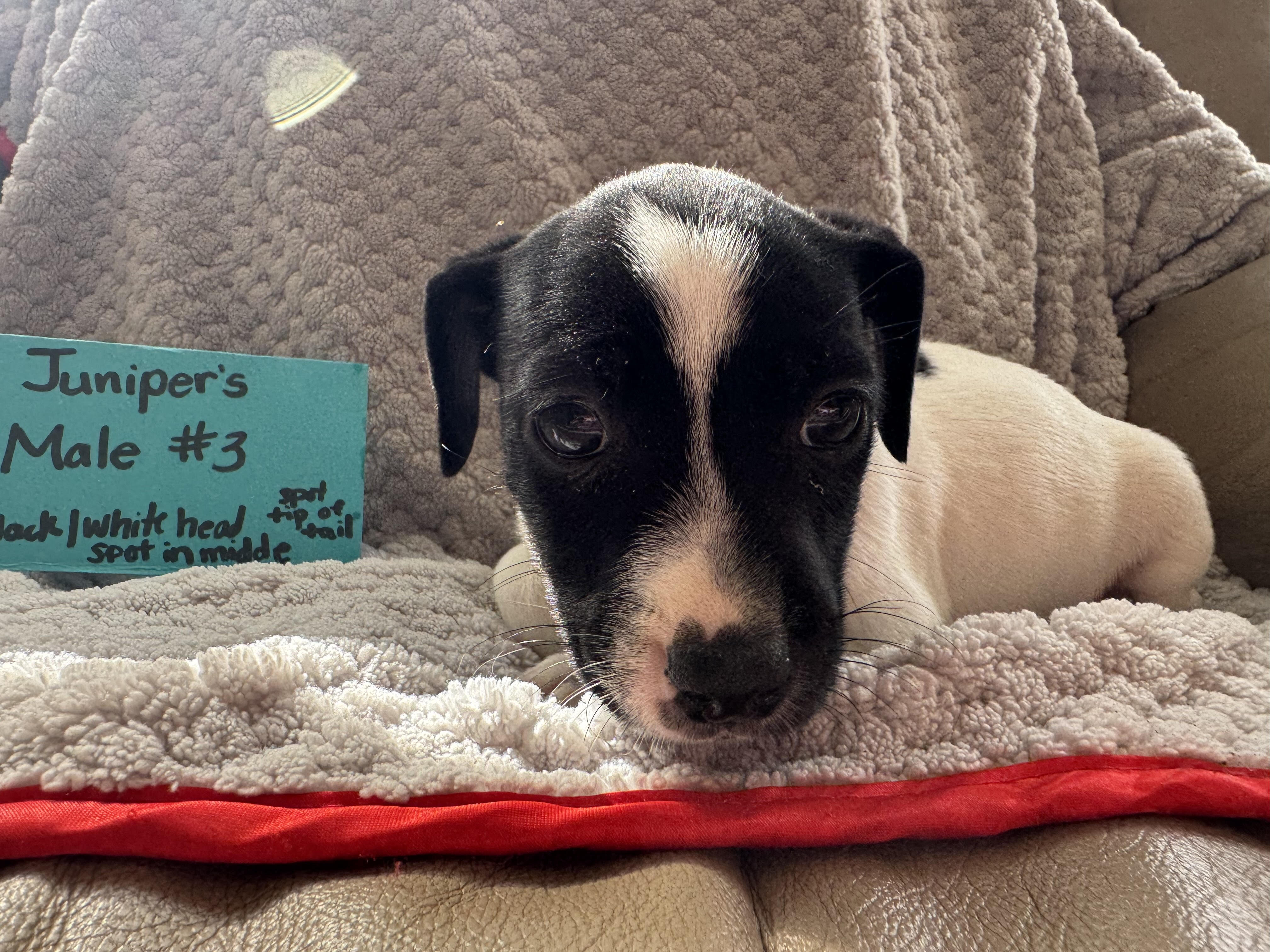 Jack Russell Puppies image 1