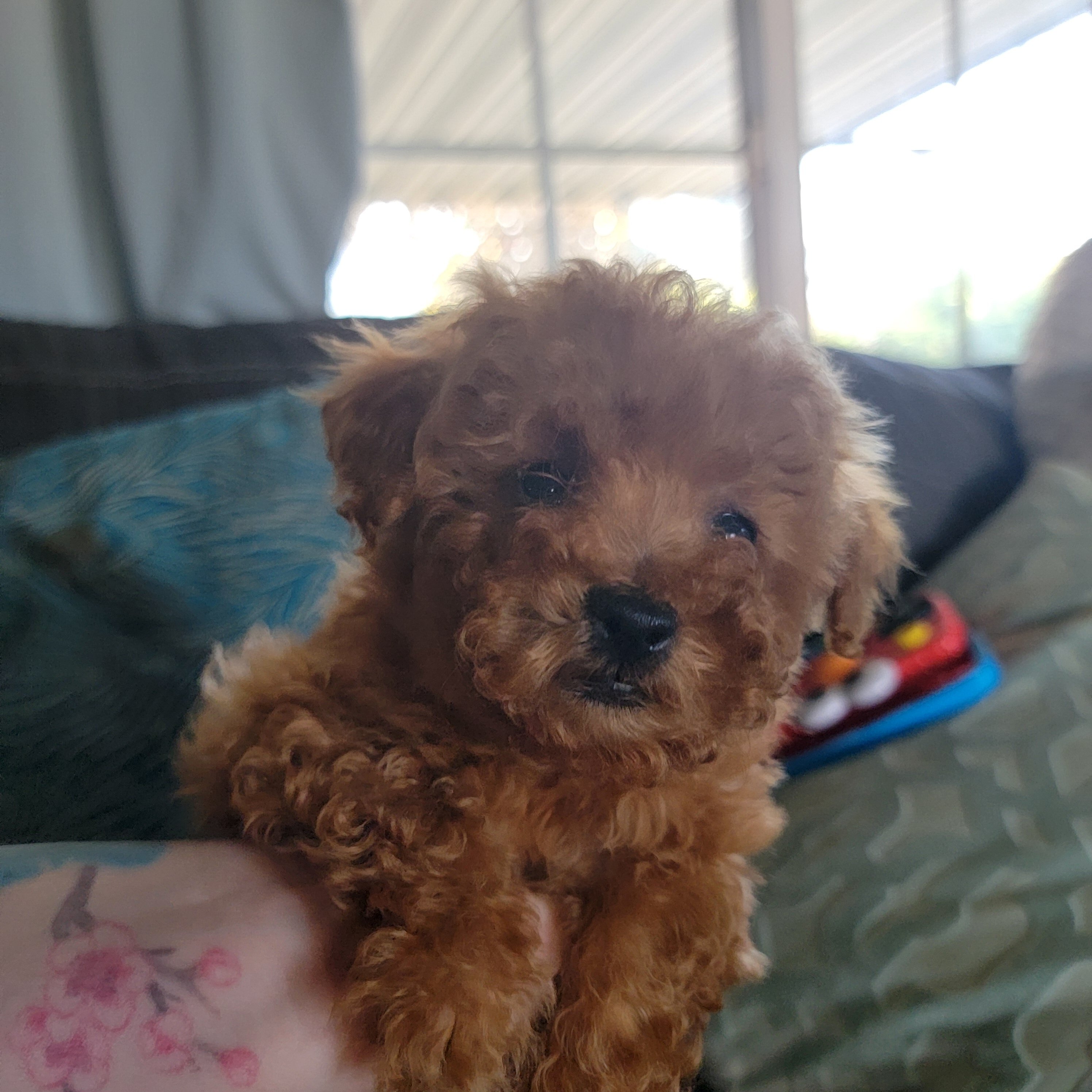Red male Toy poodle image 1