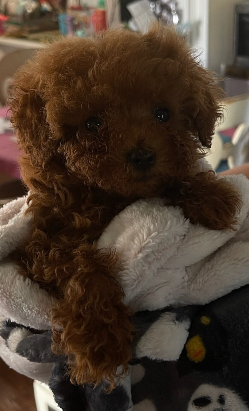 Red male Toy poodle image 3