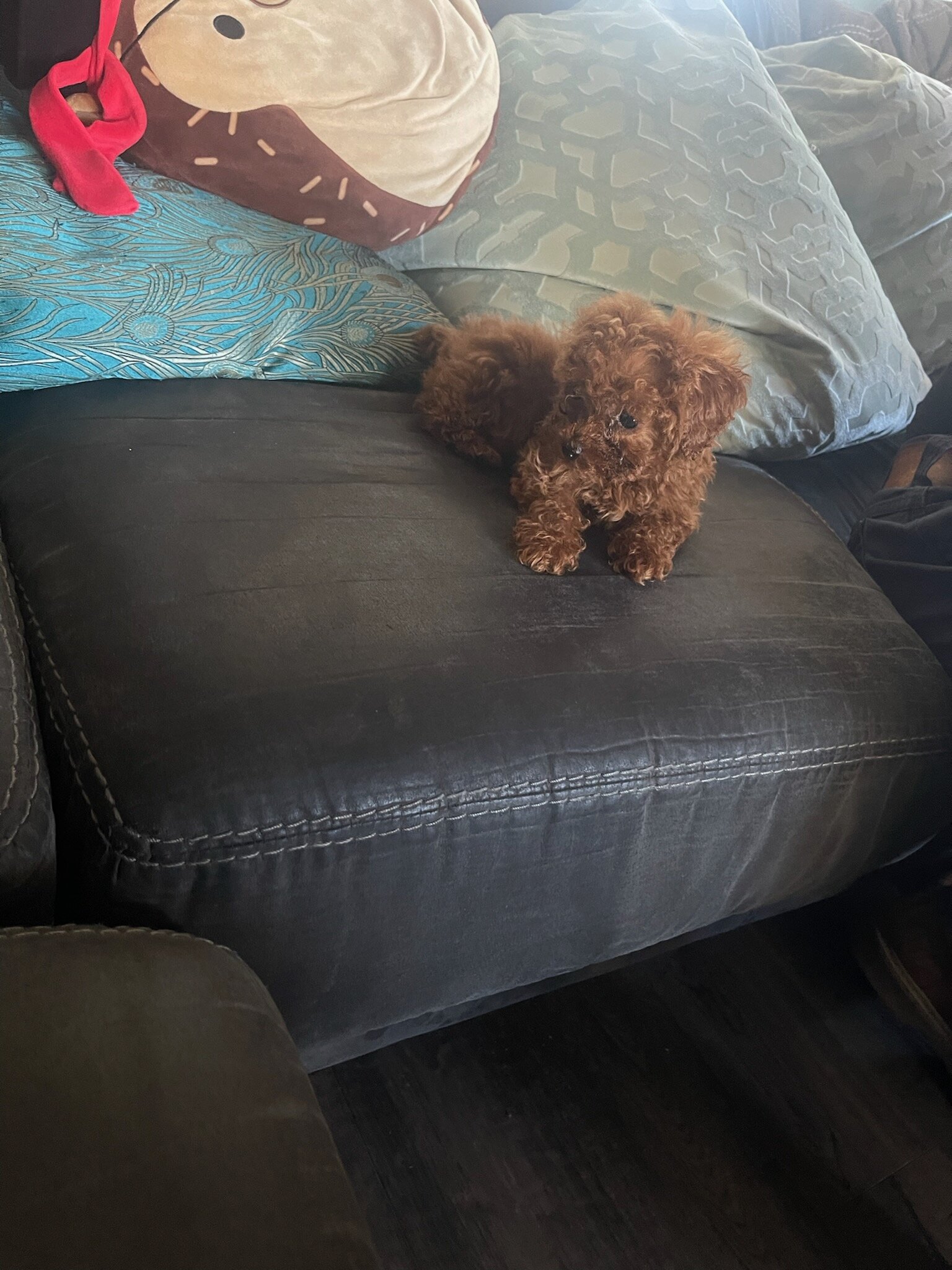 Red male Toy poodle image 5