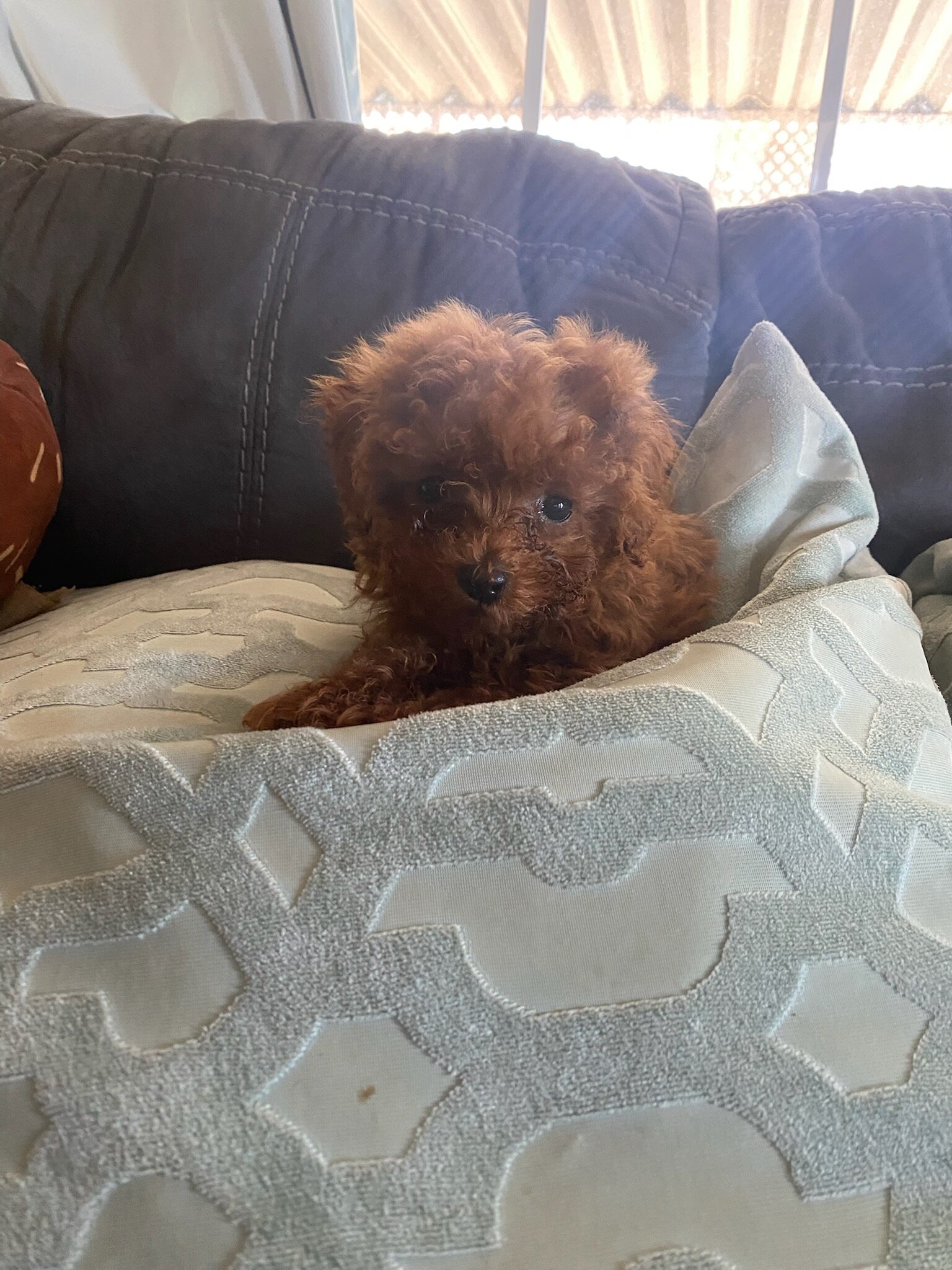 Red male Toy poodle image 4