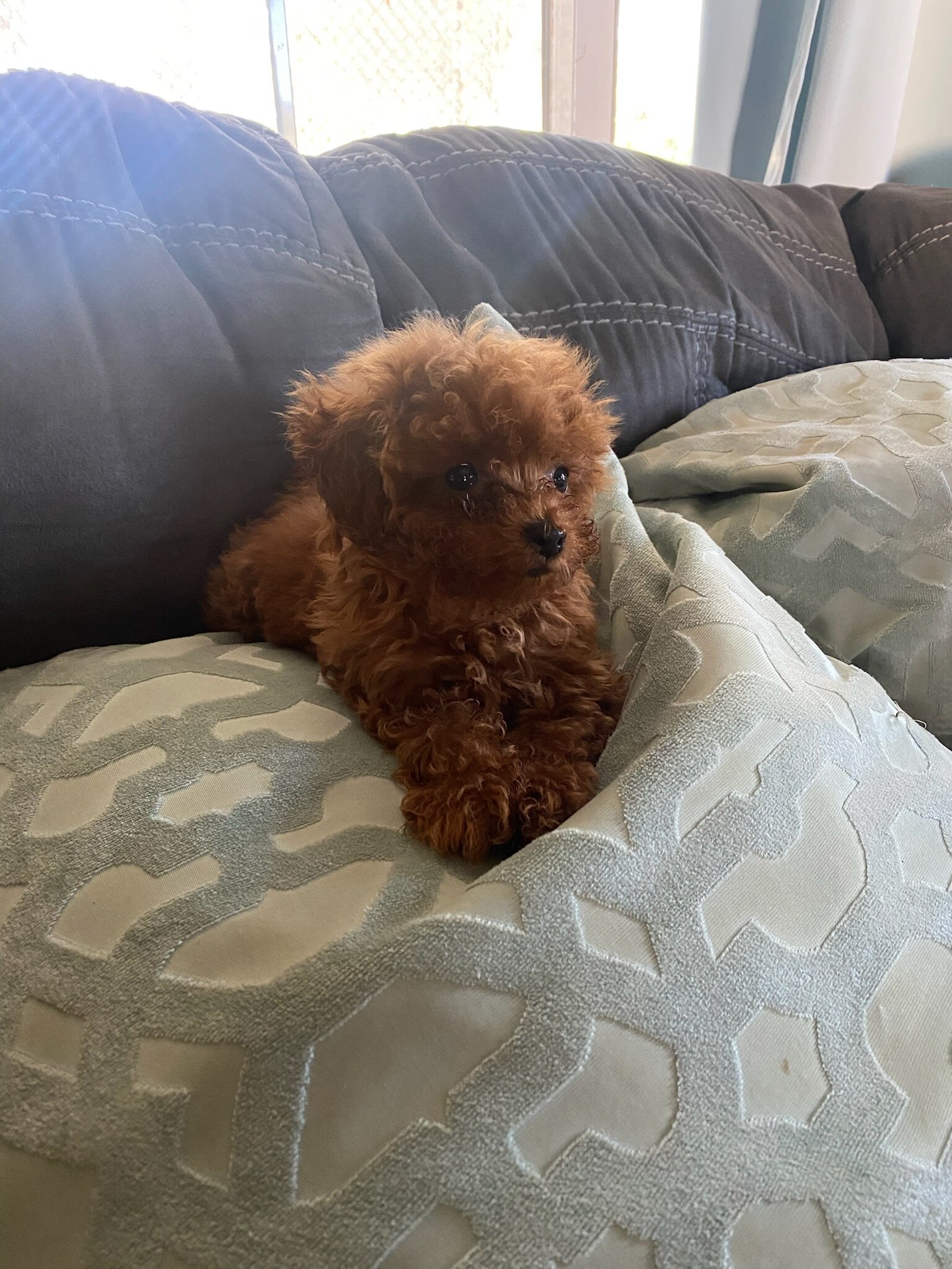 Red male Toy poodle image 6