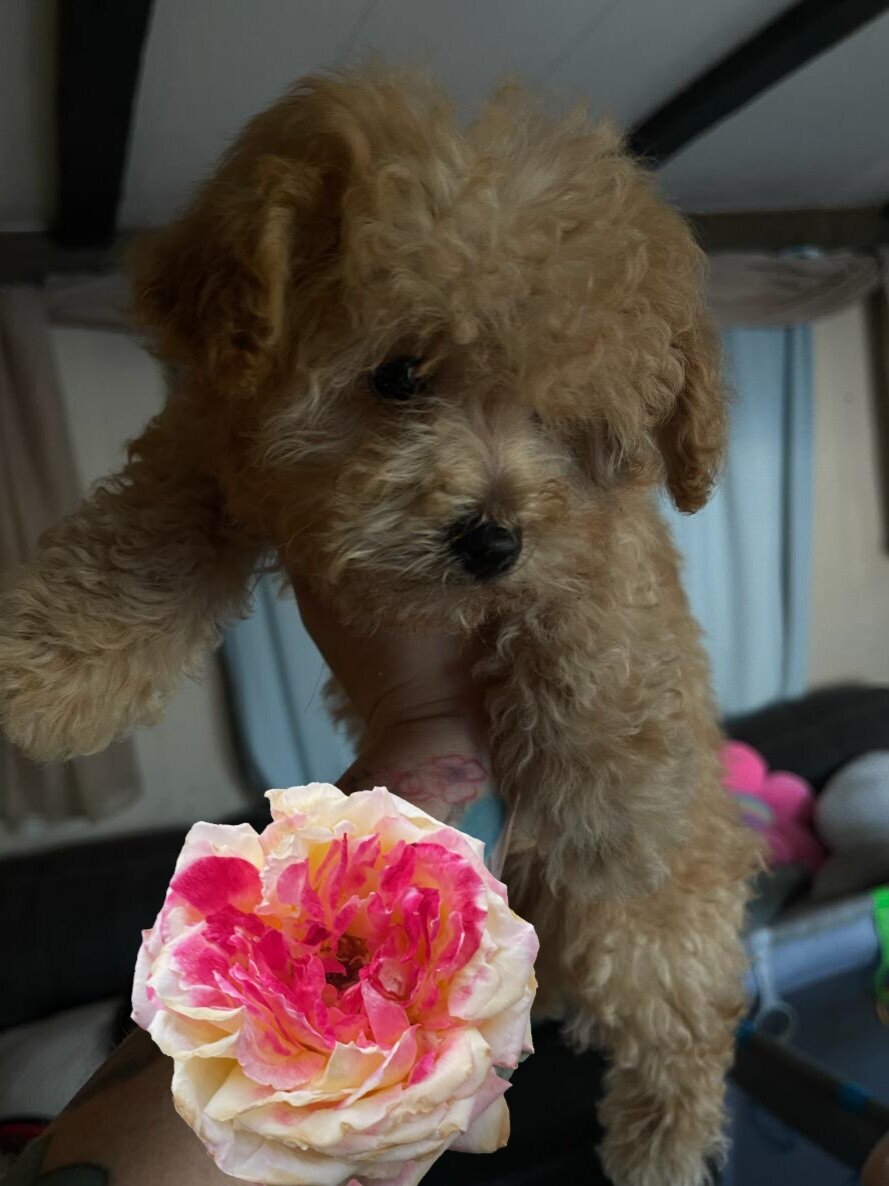 Apricot maltipoo image 3