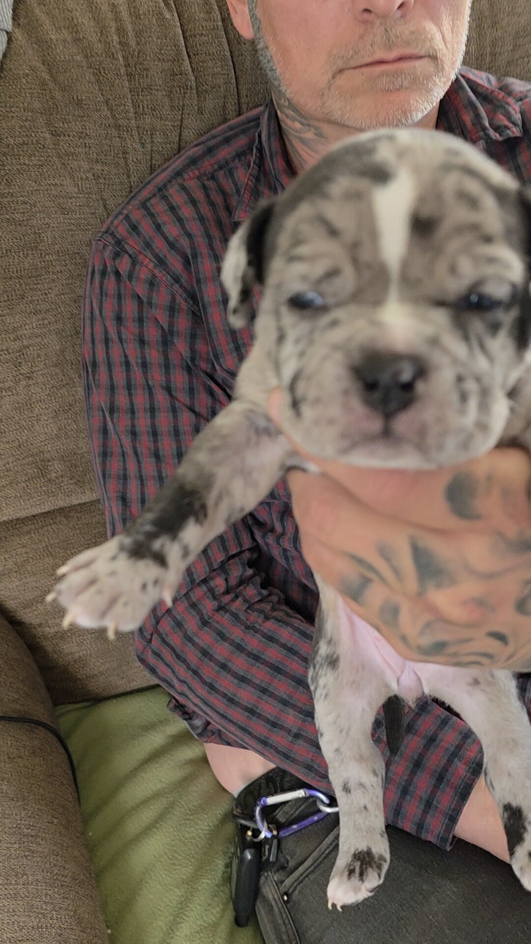 Micro Bully puppies image 9