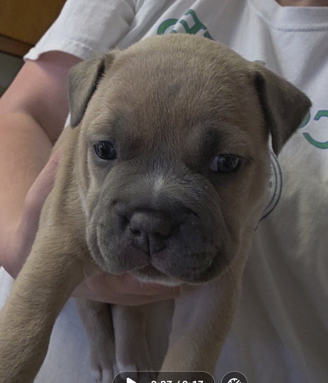Micro Bully puppies image 8