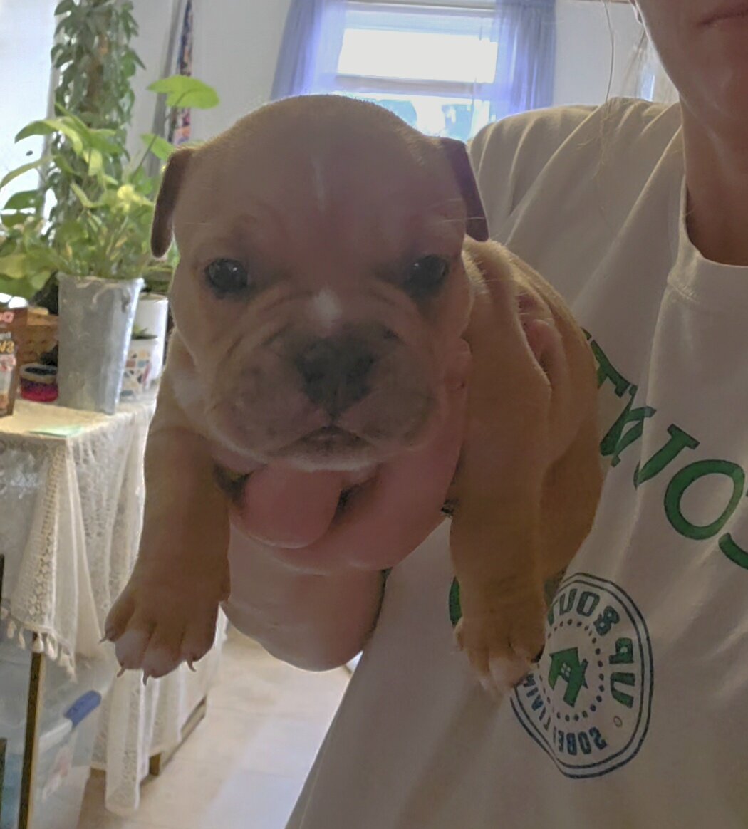 Micro Bully puppies image 7