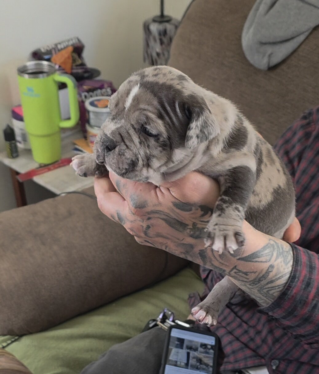 Micro Bully puppies image 6