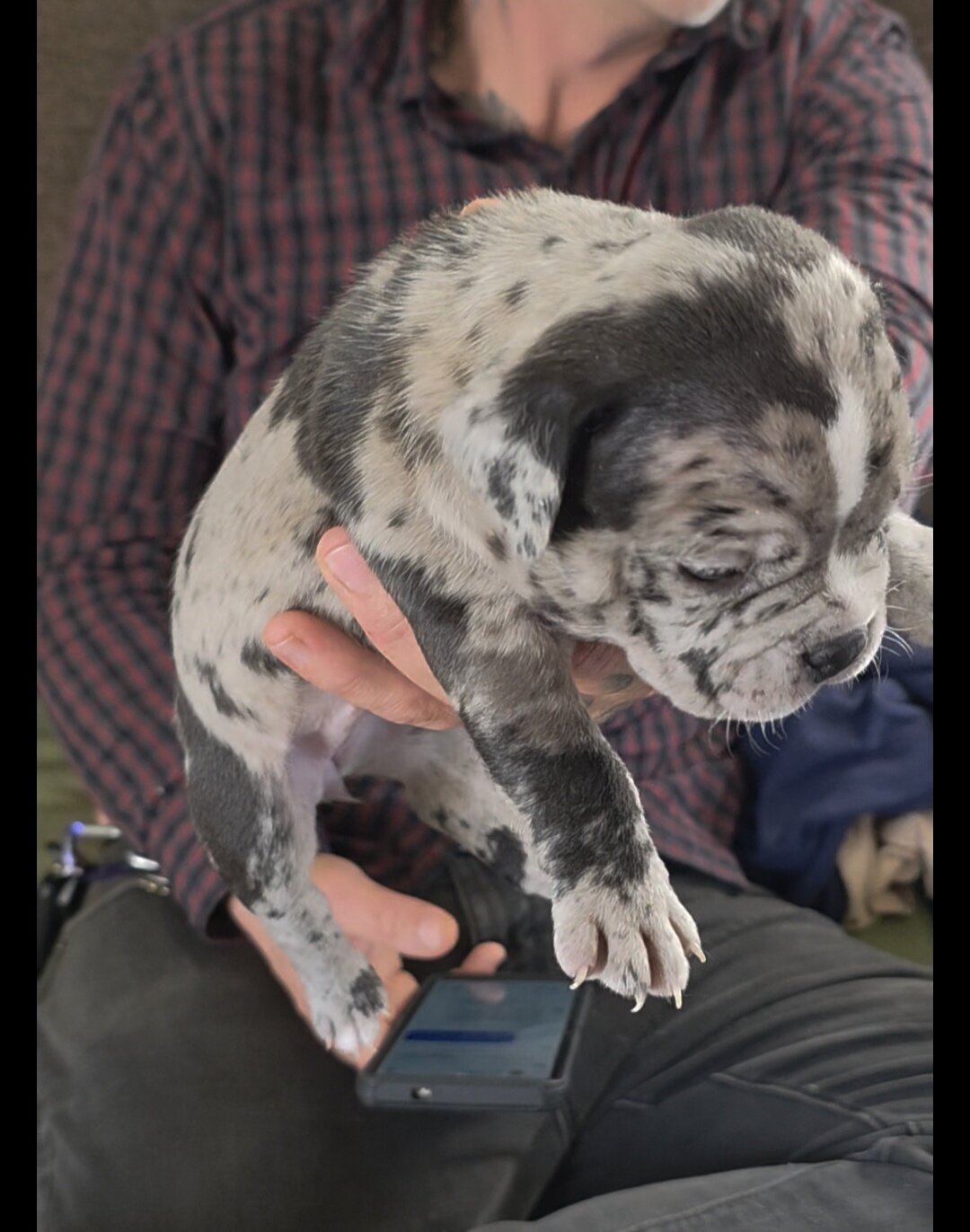Micro Bully puppies image 2