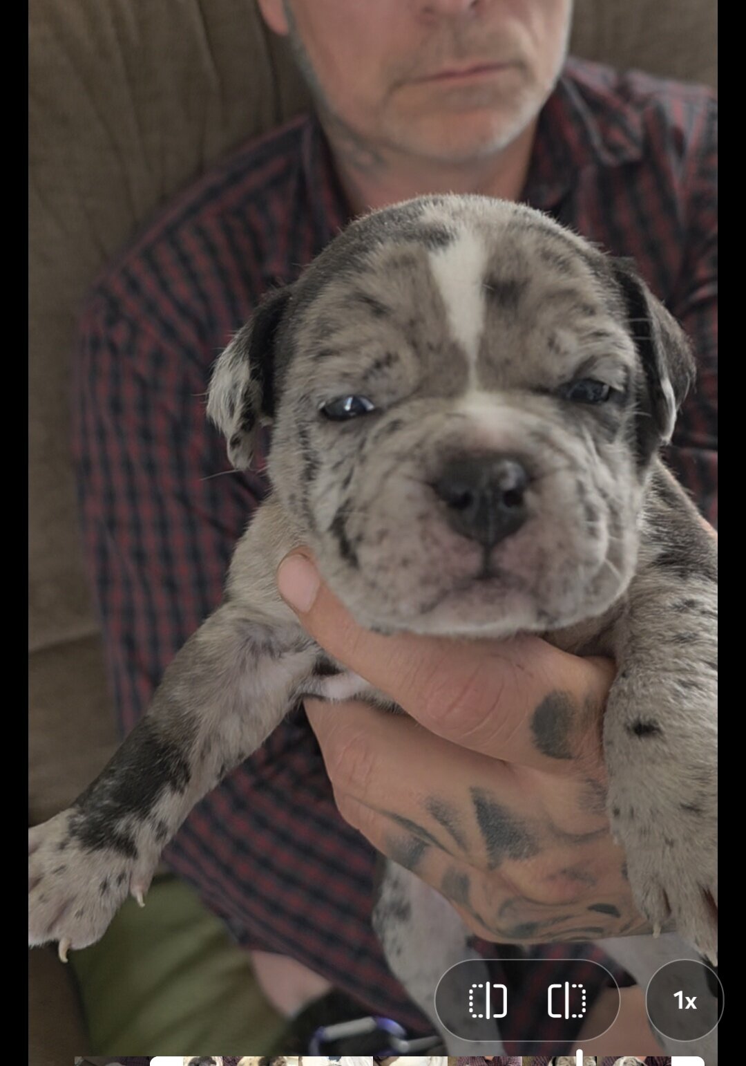 Micro Bully puppies image 10